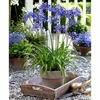 Agapanthus Plant - Ever Sapphire