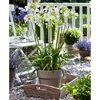 Agapanthus Plant - Ever White