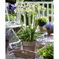 Agapanthus Plant - Ever White