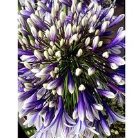 Agapanthus Plant - Fireworks