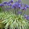 Agapanthus Plant - Goldstrike