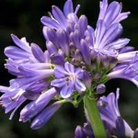 Agapanthus Plant - Lapis Lazuli