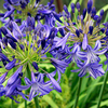 Agapanthus Plant - Northern Star
