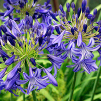 Agapanthus Plant - Northern Star