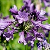 Agapanthus Plant - Poppin Purple