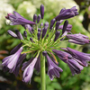 Agapanthus Plant - Purple Delight