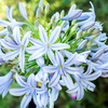 Agapanthus Plant - Wembworthy