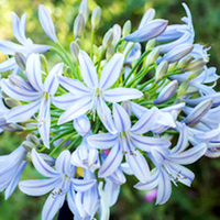 Agapanthus Plant - Wembworthy
