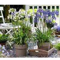 Agapanthus Plants - Blue and White Collection