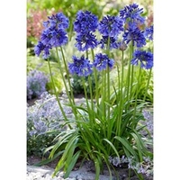 Agapanthus Plants - Blue Thunder