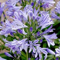 Agapanthus Plants - Charlotte
