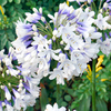 Agapanthus Plants - Collection