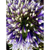 Agapanthus Plants - Fireworks