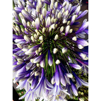 Agapanthus Plants - Fireworks