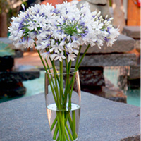 Agapanthus Plants - Twister