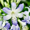 Agapanthus Plants Sea Breeze