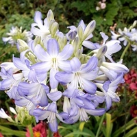 Agapanthus Sea Breeze Plants