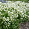 Agapanthus Snowstorm