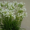Agapanthus Snowstorm