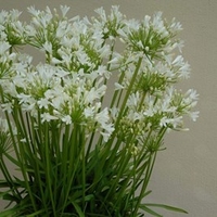 Agapanthus Snowstorm
