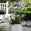 Agapanthus Twister