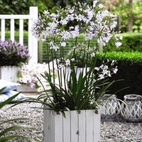 Agapanthus Twister