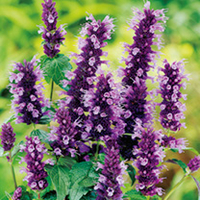 Agastache Black Adder Plants