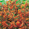 Agastache Plant - Apricot Sprite