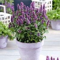 Agastache Plant - Beelicious Purple