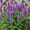 Agastache Plant - Blue Boa