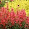 Agastache Plant - Coral