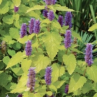 Agastache Plant - Golden Jubilee