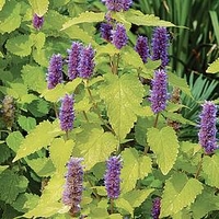 Agastache Plant - Golden Jubilee