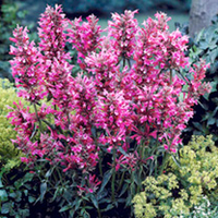 Agastache Plant - Red Fortune