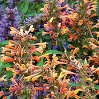 Agastache Plant - Summer Sunset
