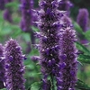 Agastache Plants - Liquorice Blue