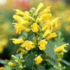 Agastache Seeds - Sunset Yellow