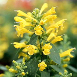 Agastache Seeds - Sunset Yellow