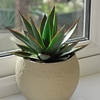 Agave Shaka Zulu