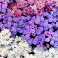 Ageratum Plants - F1 Haze Mix
