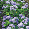 Ageratum Seeds - Blue Horizon F1