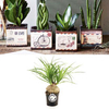 Airmail Pot + Free Beaucarnea Recurvata 9cm Plant