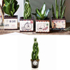 Airmail Pot + Free Sansevieria Cylindrica Braid 9cm Plant