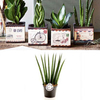 Airmail Pot + Free Sansevieria Cylindrica Fan 9cm Plant
