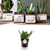Airmail Pot + Free Sansevieria Trifasciata Black Jade