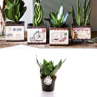 Airmail Pot + Free Sansevieria Trifasciata Black Jade