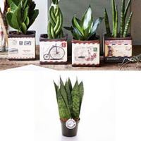 Airmail Pot + Free Sansevieria Zeylanica 9cm Plant