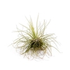 Airplant Argentea
