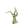 Airplant Caput Medusa