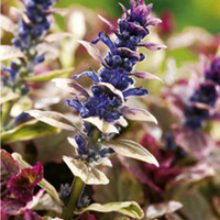 Ajuga Plant - Burgundy Glow